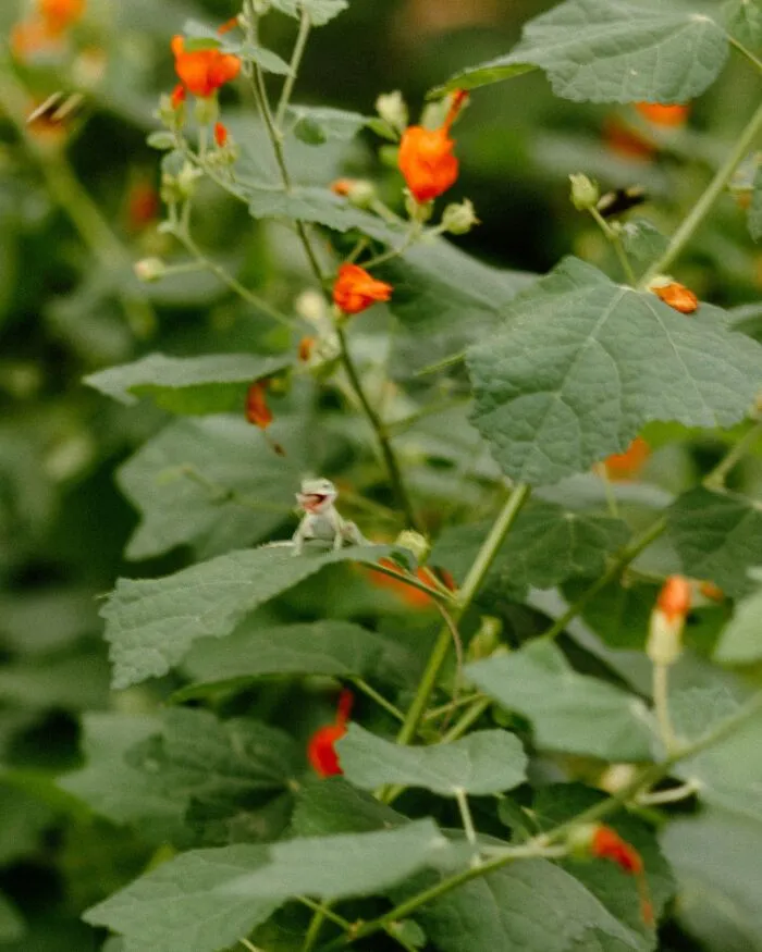 Small lizard perched on green leaves with bright orange flowers in a funny and candid wildlife pic.