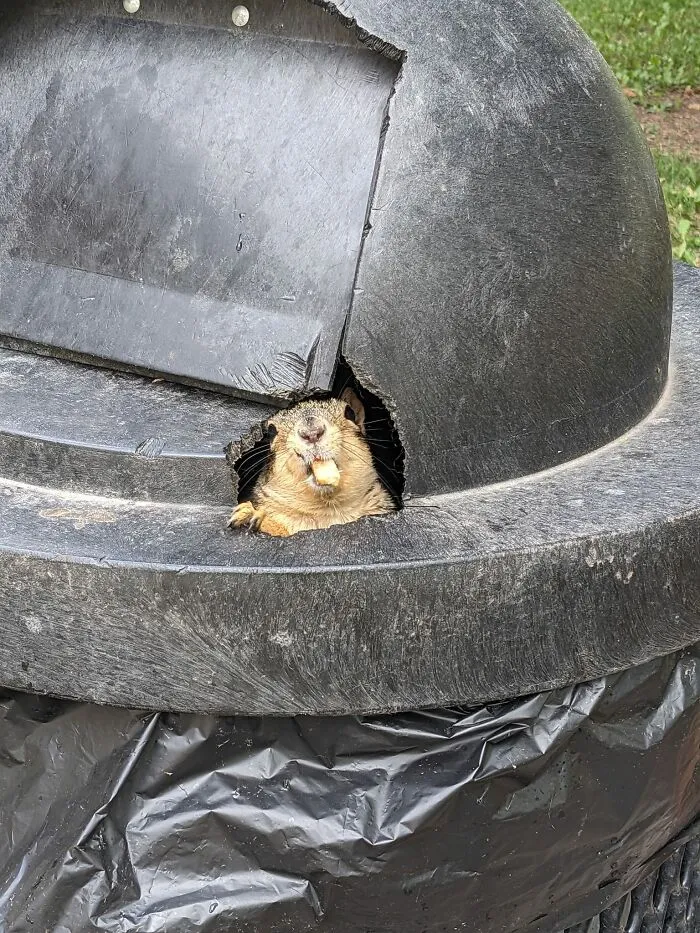 Wildlife photo of a squirrel peeking through a broken trash can lid with a piece of food in its mouth.
