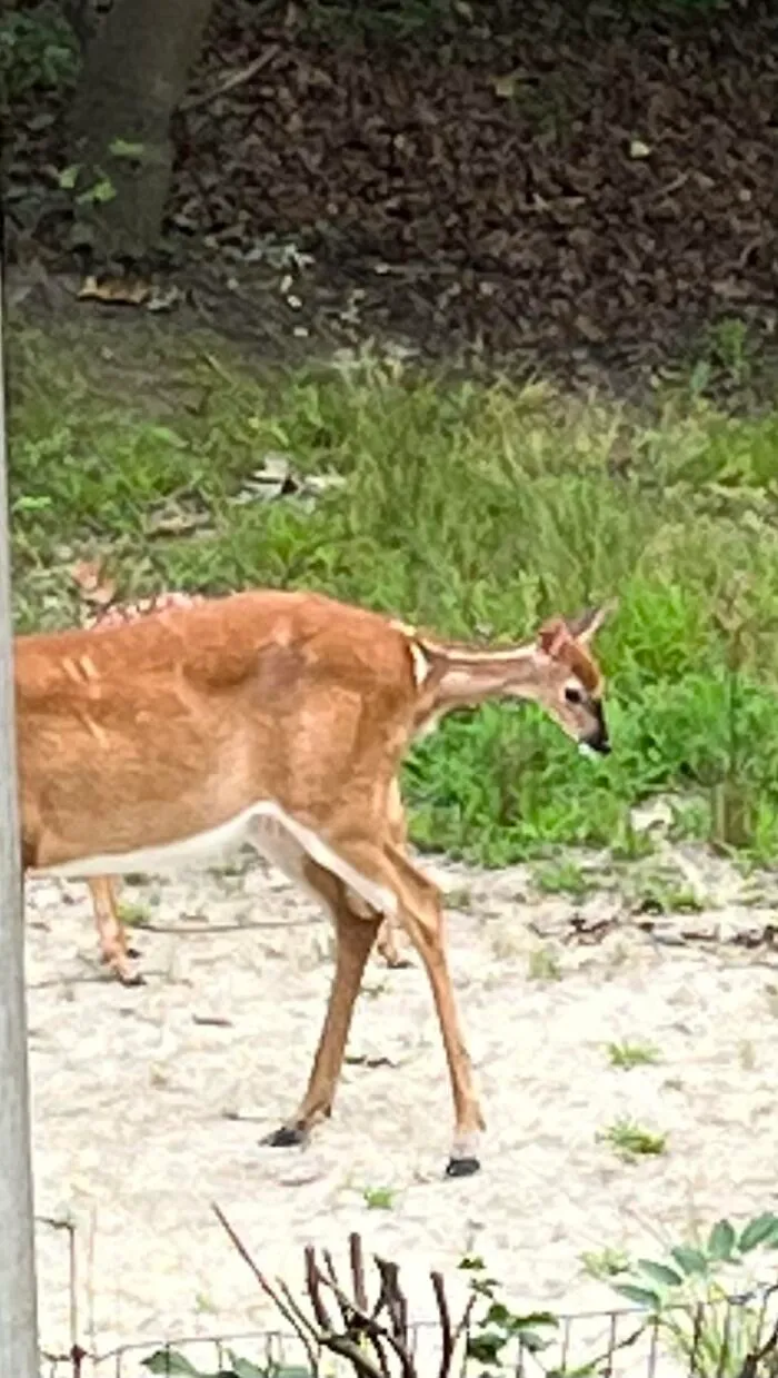 A hilarious wildlife pic of a deer awkwardly walking on sandy ground near green foliage.
