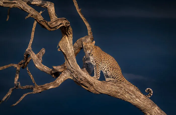 30 Captivating Wildlife Photos That Showcase Nature’s Raw Beauty By Mónica L. Corcuera