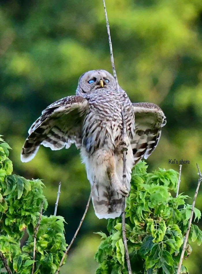 I Was Trying To Get The Graceful Landing Of A Barred Owl. Instead I Got A Drunken Pole Dancer. 🤷‍♀️😂 The Third Eyelid Being Closed Was The Icing On The Cake.