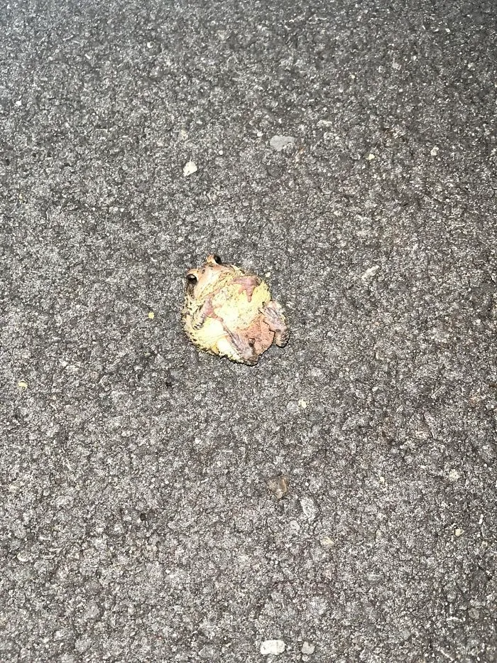 Small toad lying flat on rough asphalt, a funny wildlife pic capturing an unpolished natural moment.