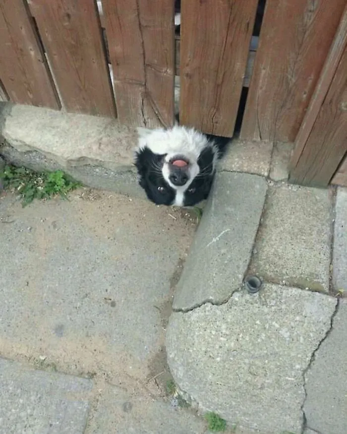 50 Hilarious Pictures Of Animals Going Off The Rails And Full “Goblin Mode” (New Pics)