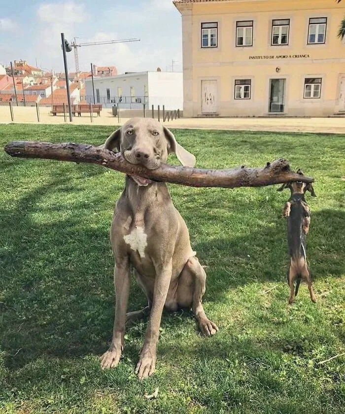 50 Hilarious Pictures Of Animals Going Off The Rails And Full “Goblin Mode” (New Pics)
