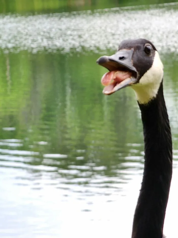 This Goose Approached Me And Then Yelled At Me For Existing.