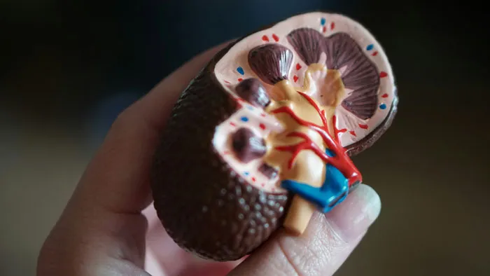 Hand holding a detailed anatomical model of a kidney representing bizarre and unexpected discoveries found during autopsies.