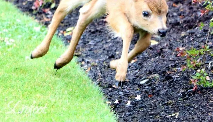 Young deer mid-jump over grass and soil, capturing a funny and candid wildlife moment in nature.