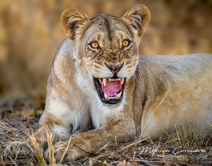 30 Captivating Wildlife Photos That Showcase Nature’s Raw Beauty By Mónica L. Corcuera
