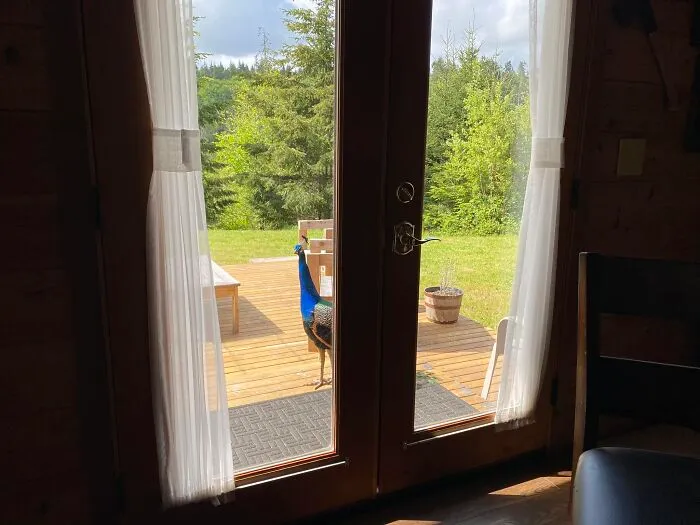 Peacock standing on a wooden deck outside glass doors, surrounded by greenery in a casual wildlife setting.