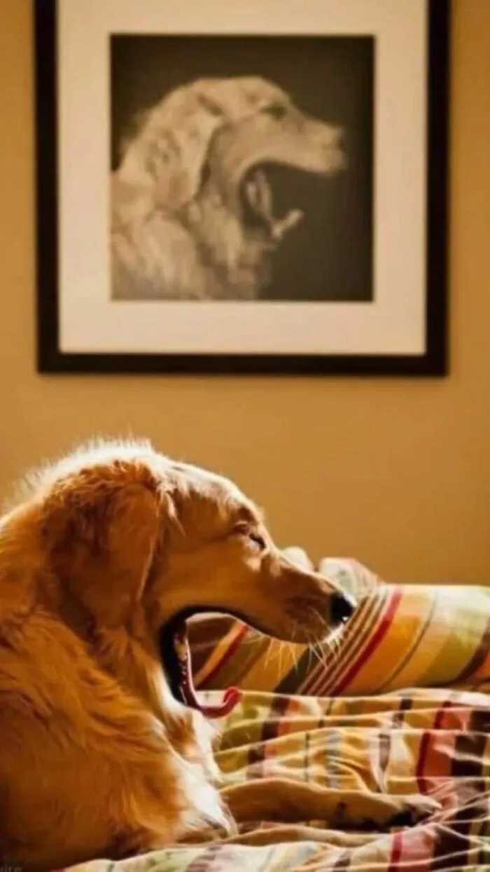 50 Hilarious Moments Of Pets Being All Drama, No Solutions (New Pics)