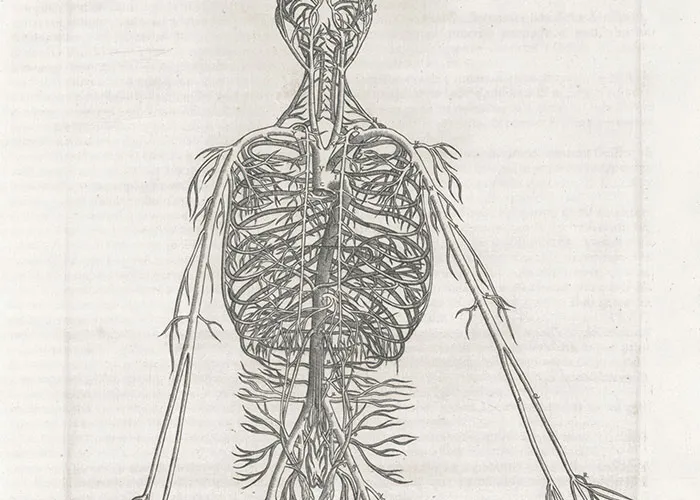 Detailed vintage anatomical illustration of the human nervous system showcasing complex nerve pathways and structures.