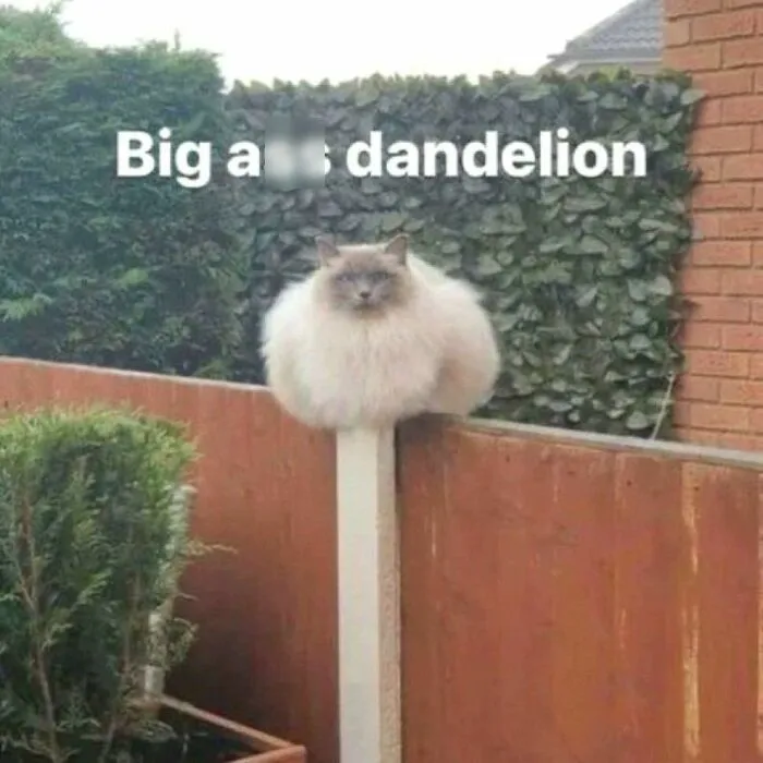 50 Hilarious Pictures Of Animals Going Off The Rails And Full “Goblin Mode” (New Pics)