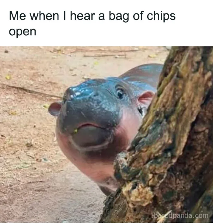 Over 500K People Like Scrolling This Meme Page And These Are 50 Of The Best Memes They Shared (New Pics)