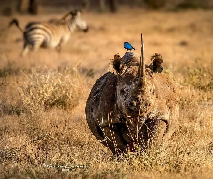 30 Captivating Wildlife Photos That Showcase Nature’s Raw Beauty By Mónica L. Corcuera