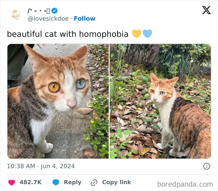 For Anyone Wondering It’s Supposed To Be Heterochromia