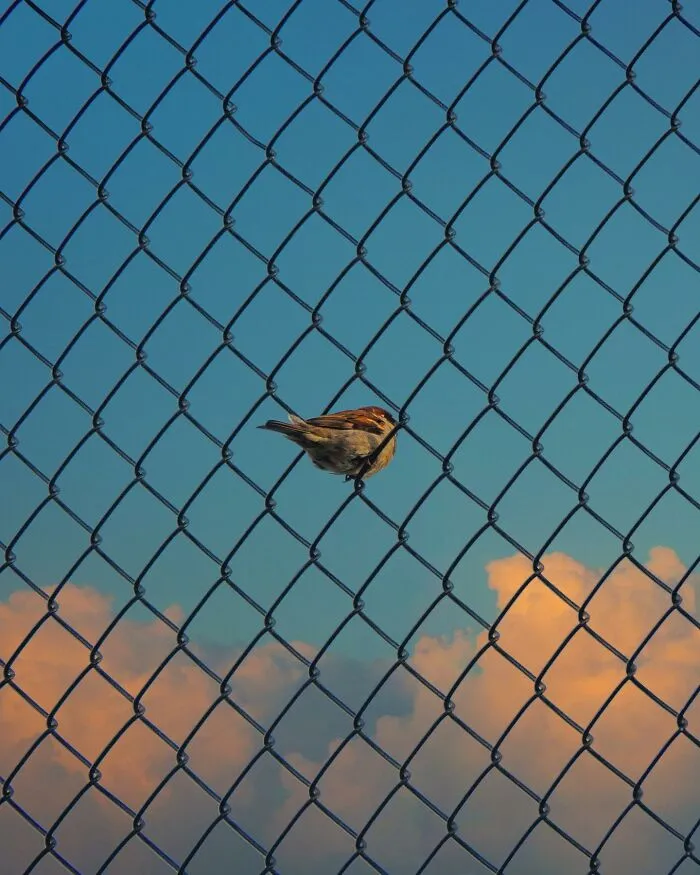 Good Visual Lies: 40 Creative Photo Edits That Make You Question Reality By This Swedish Artist