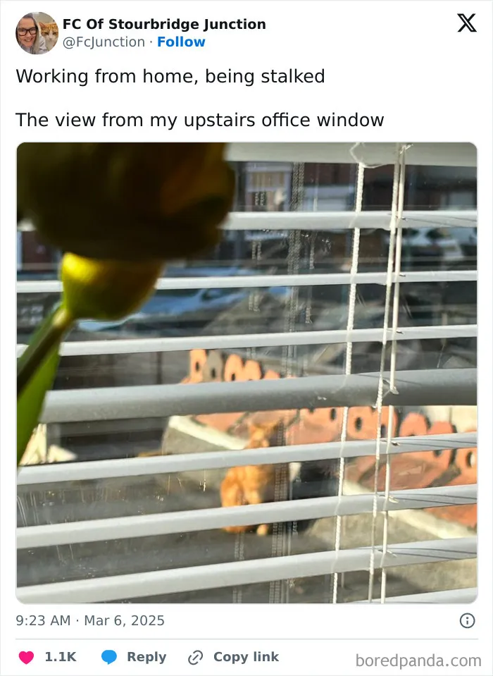 View from upstairs office window showing a dog outside through window blinds, humorous work-from-home meme.