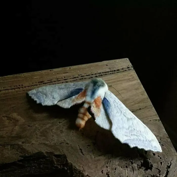43 Incredible Hand-Sized Moths And Butterflies Made Out Of Fibers By Yumi Okita