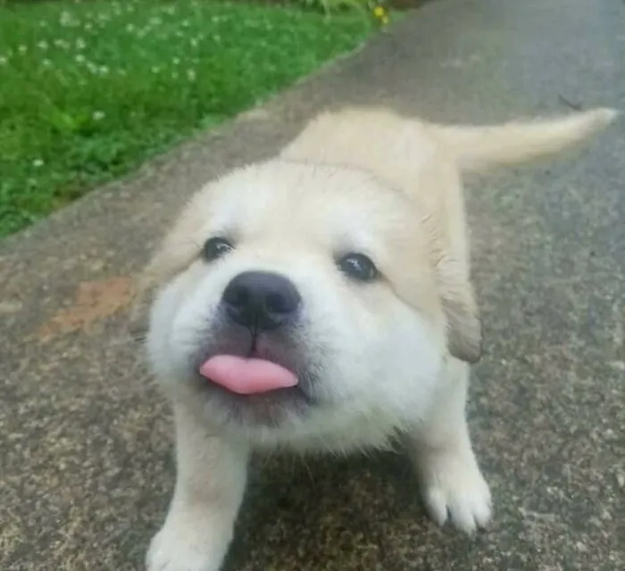 50 Hilarious Pictures Of Animals Going Off The Rails And Full “Goblin Mode” (New Pics)