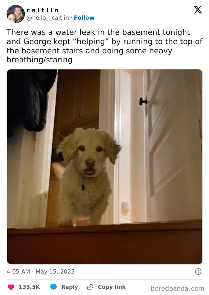 40 Funniest Tweets People Posted On X In May
