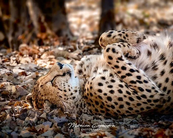 30 Captivating Wildlife Photos That Showcase Nature’s Raw Beauty By Mónica L. Corcuera