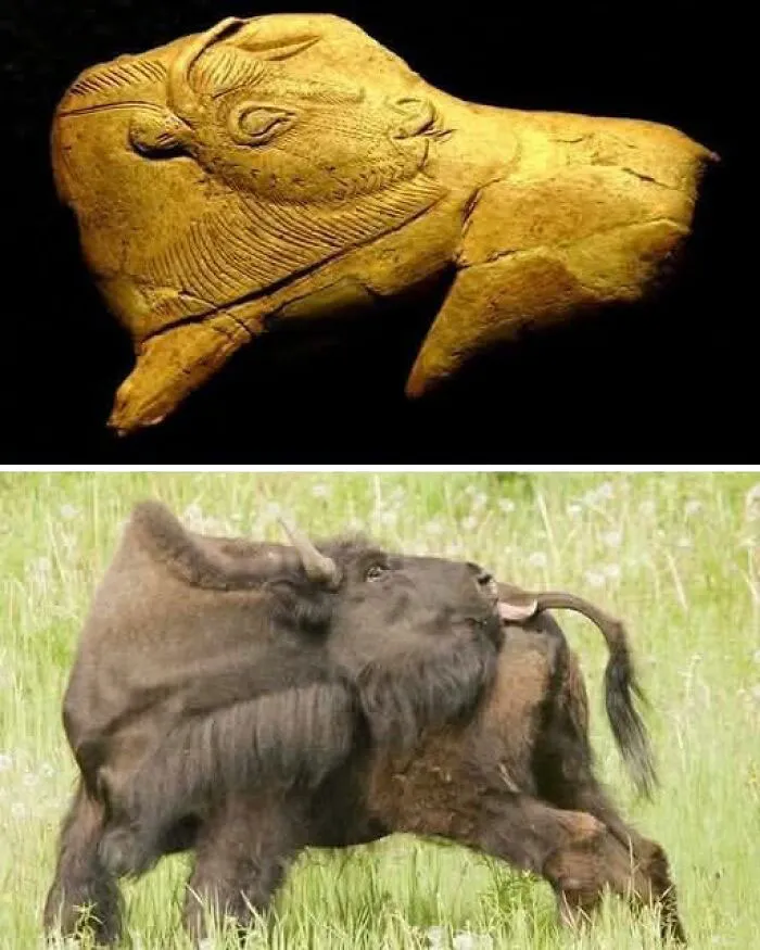 Bison Licking Insect Bite: A 14,000-Year-Old Masterpiece