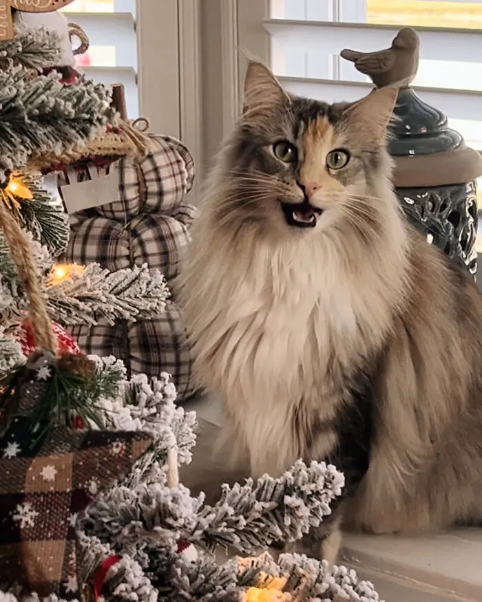 Freya Clarice Starling, Pricess Of Peaches