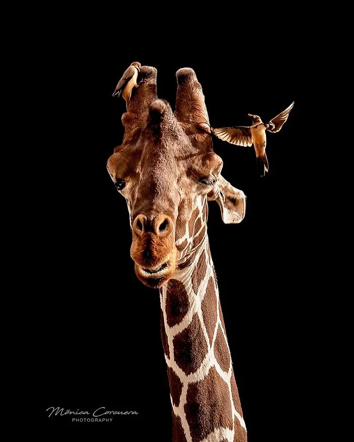 30 Captivating Wildlife Photos That Showcase Nature’s Raw Beauty By Mónica L. Corcuera