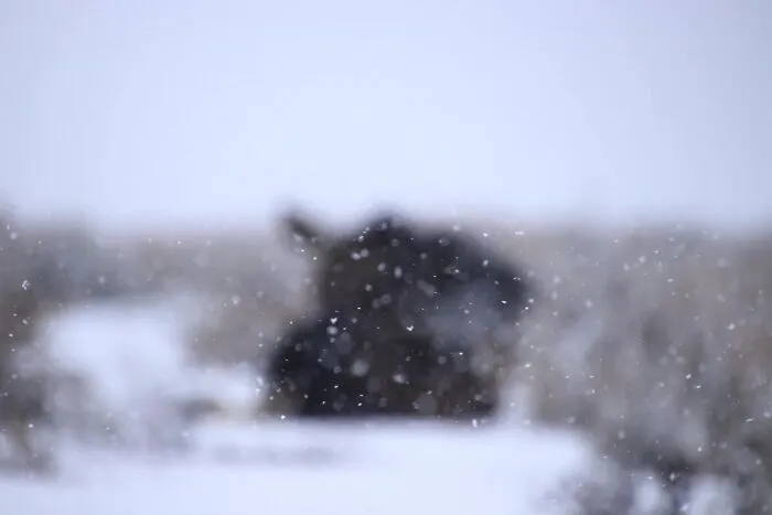 Blurred wildlife photo with falling snowflakes creating a humorous and unpolished natural scene.