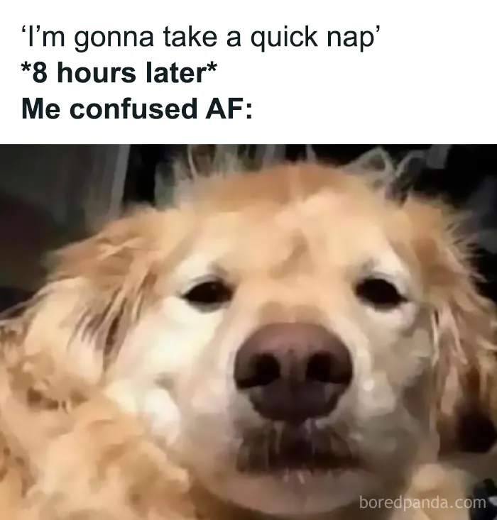 Sarcastic meme showing a confused golden retriever after intending a quick nap but sleeping for eight hours.