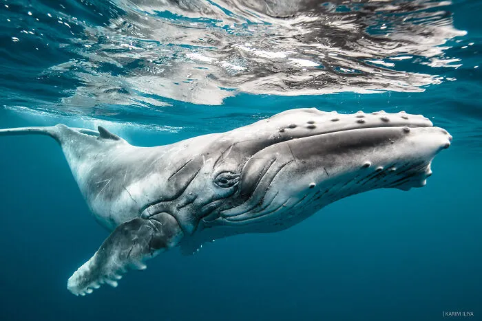 The Photographer Dedicated To Marine Conservation Captured These 30 Captivating Pics