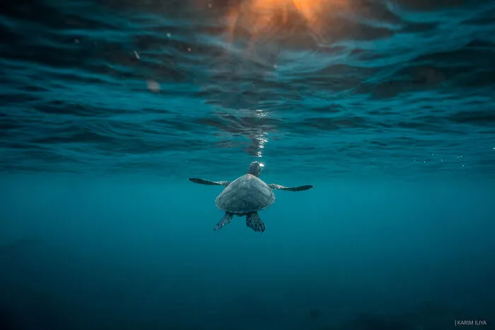 The Photographer Dedicated To Marine Conservation Captured These 30 Captivating Pics