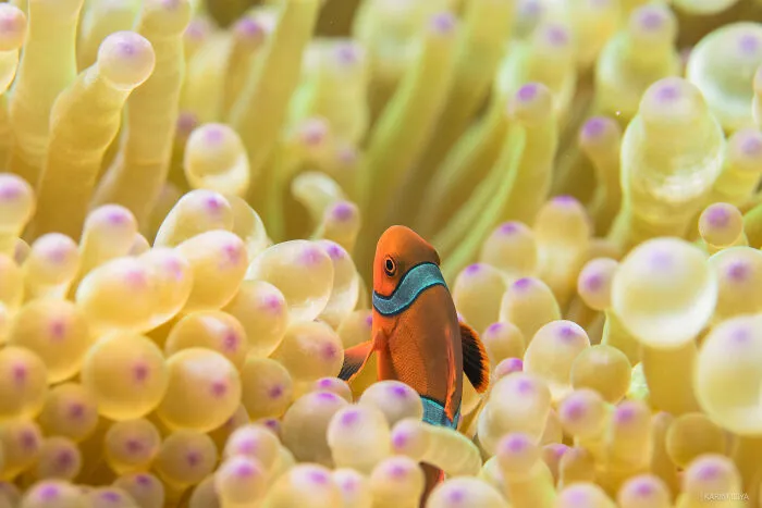 The Photographer Dedicated To Marine Conservation Captured These 30 Captivating Pics