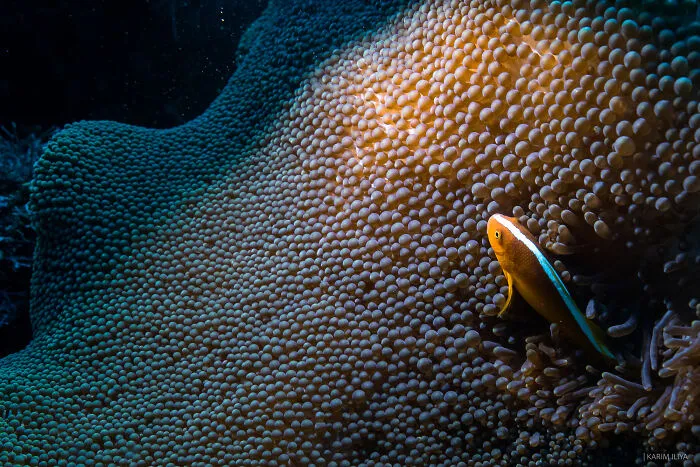 The Photographer Dedicated To Marine Conservation Captured These 30 Captivating Pics