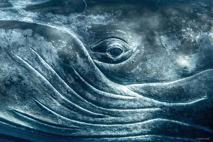 The Photographer Dedicated To Marine Conservation Captured These 30 Captivating Pics