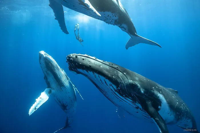 The Photographer Dedicated To Marine Conservation Captured These 30 Captivating Pics
