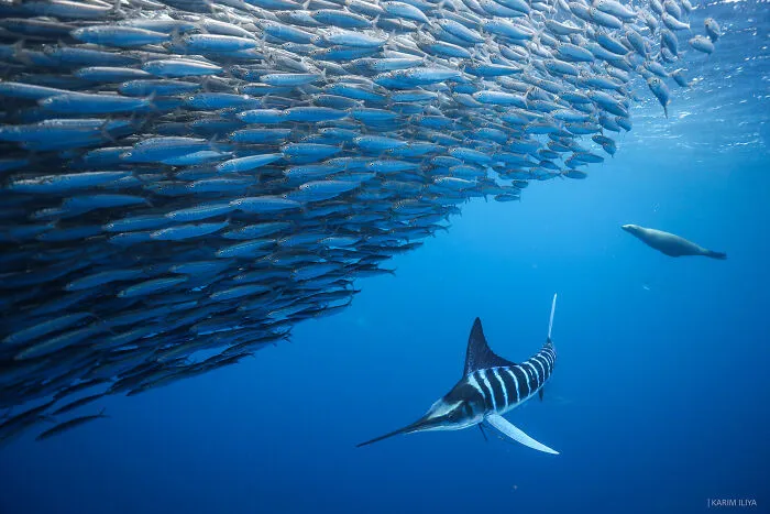 The Photographer Dedicated To Marine Conservation Captured These 30 Captivating Pics
