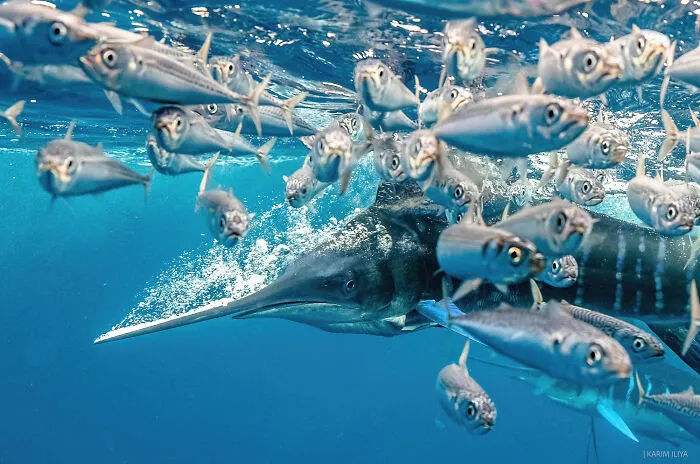 The Photographer Dedicated To Marine Conservation Captured These 30 Captivating Pics