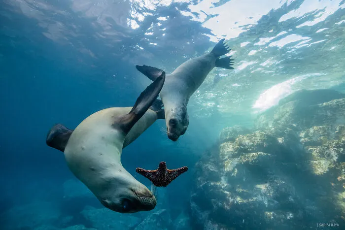 The Photographer Dedicated To Marine Conservation Captured These 30 Captivating Pics