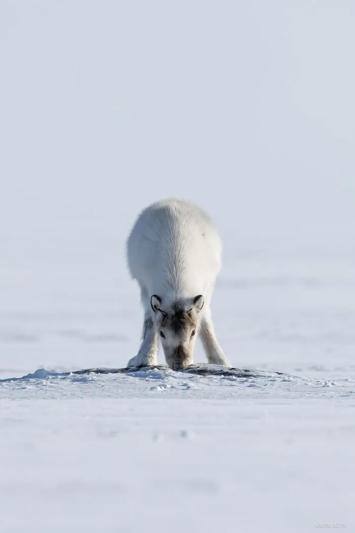 The Photographer Dedicated To Marine Conservation Captured These 30 Captivating Pics