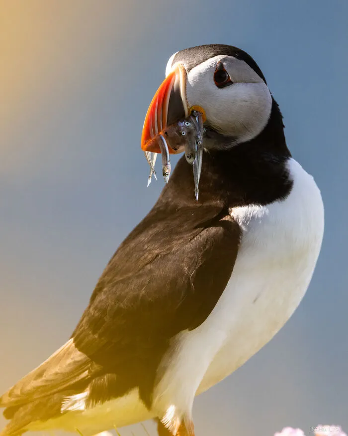 The Photographer Dedicated To Marine Conservation Captured These 30 Captivating Pics