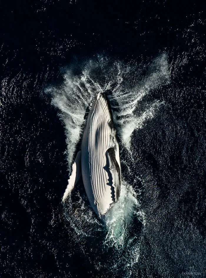 The Photographer Dedicated To Marine Conservation Captured These 30 Captivating Pics