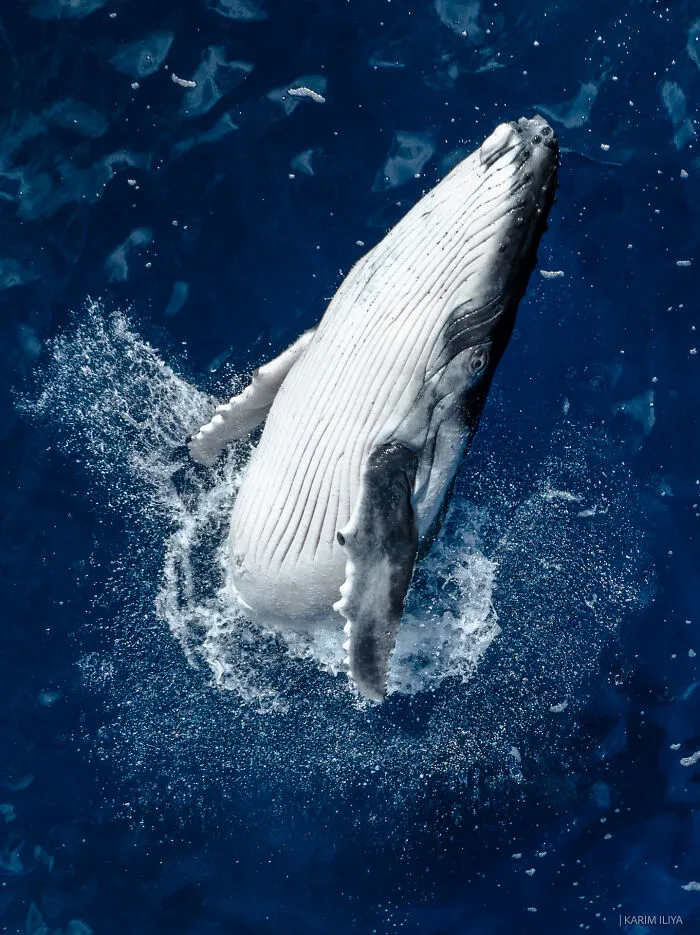 The Photographer Dedicated To Marine Conservation Captured These 30 Captivating Pics