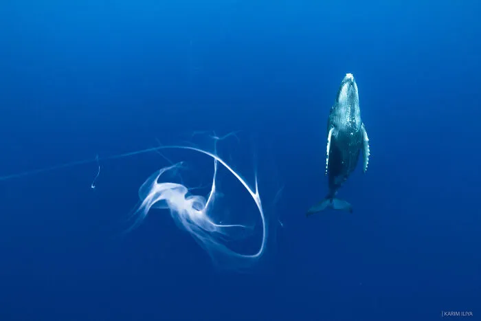 The Photographer Dedicated To Marine Conservation Captured These 30 Captivating Pics