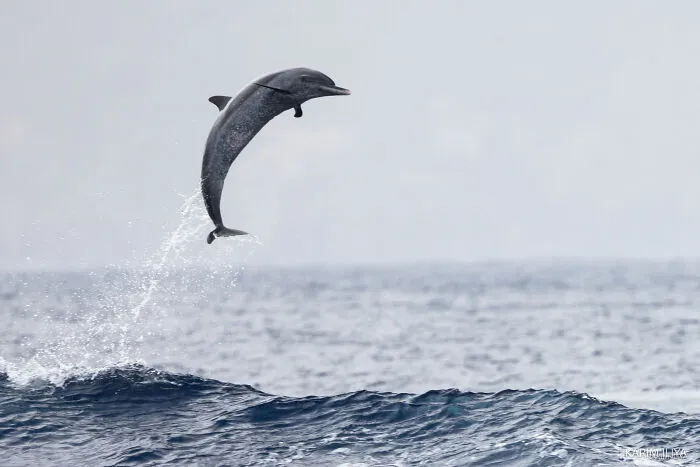 The Photographer Dedicated To Marine Conservation Captured These 30 Captivating Pics