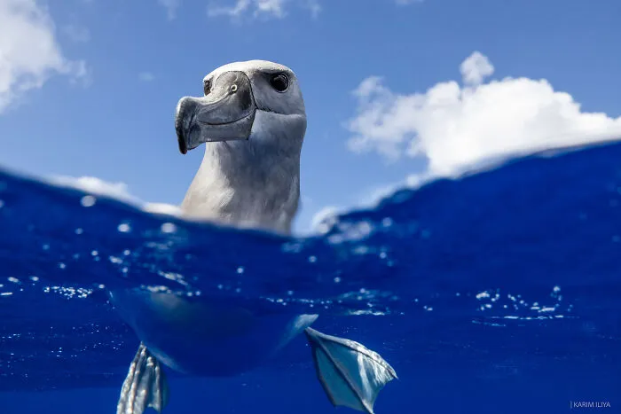 The Photographer Dedicated To Marine Conservation Captured These 30 Captivating Pics