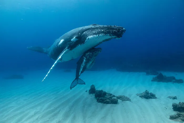 The Photographer Dedicated To Marine Conservation Captured These 30 Captivating Pics