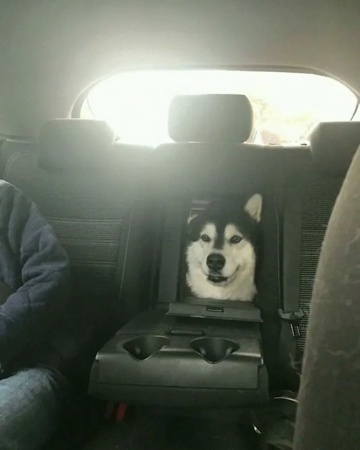 50 Hilarious Pictures Of Animals Going Off The Rails And Full “Goblin Mode” (New Pics)