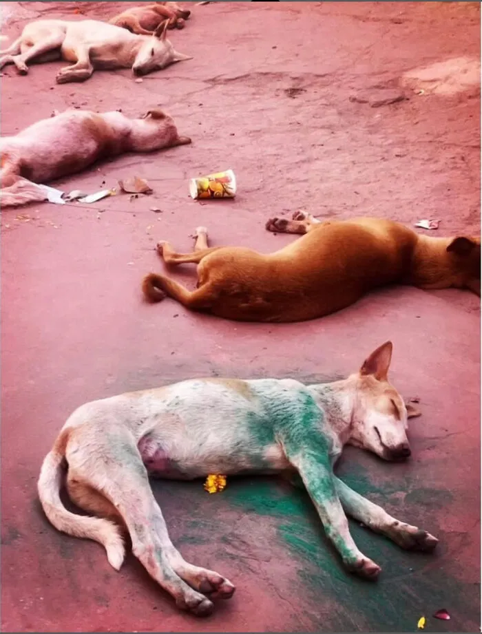 Finalist: "Sleeping Beauties" By Promila Bahri (India)