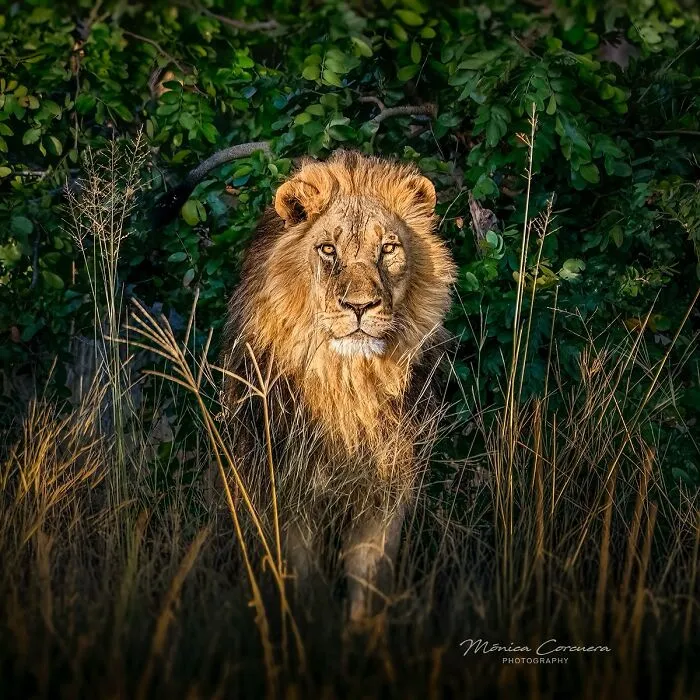 30 Captivating Wildlife Photos That Showcase Nature’s Raw Beauty By Mónica L. Corcuera